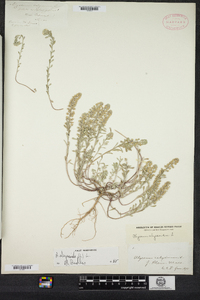 Alyssum alyssoides image