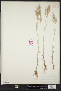 Bromus tectorum image