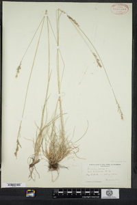 Festuca ovina image