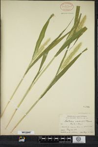 Setaria viridis image