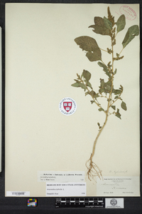 Amaranthus hybridus image