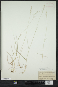 Agrostis capillaris image