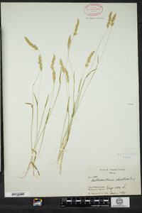 Anthoxanthum odoratum image