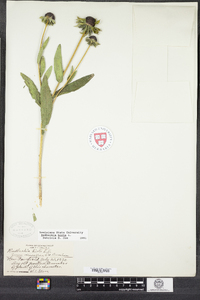 Rudbeckia hirta image