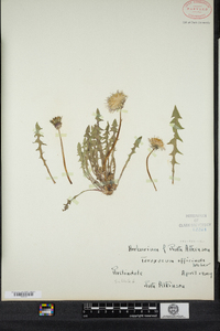 Taraxacum officinale image