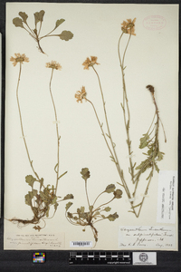 Leucanthemum vulgare image