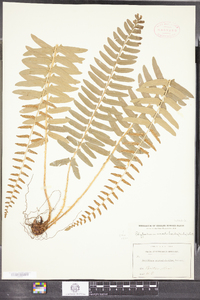 Polystichum acrostichoides image