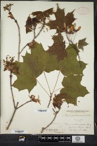 Acer saccharum image