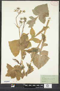 Sonchus oleraceus image