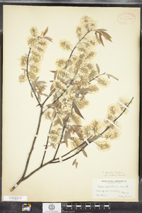 Salix petiolaris image