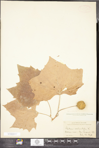 Platanus occidentalis image