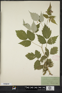 Rubus occidentalis image