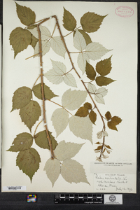 Rubus occidentalis image