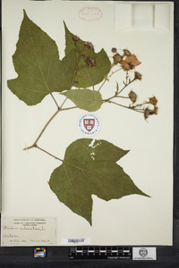 Rubus odoratus image