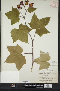 Rubus odoratus image