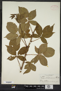 Rubus pensilvanicus image