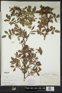 Rosa virginiana image