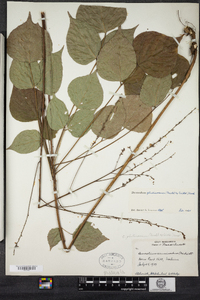 Desmodium glutinosum image