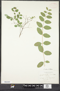 Symphoricarpos albus image