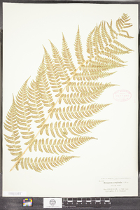 Dryopteris marginalis image