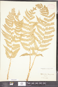 Dryopteris marginalis image