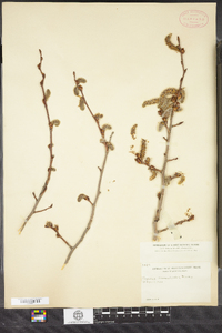 Populus tremuloides image