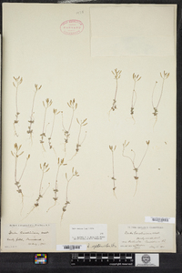 Draba reptans image