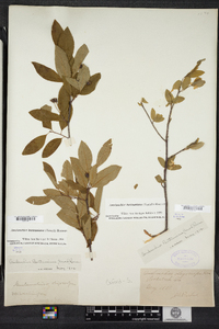 Amelanchier bartramiana image