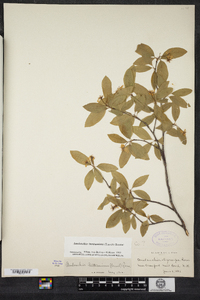 Amelanchier bartramiana image