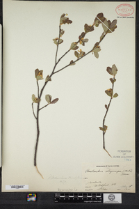 Amelanchier bartramiana image