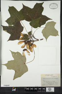 Acer saccharum image