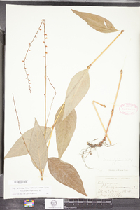 Polygonum virginianum image