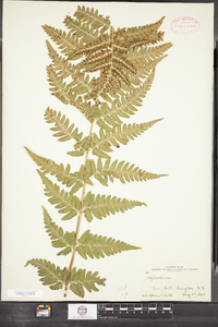 Dryopteris clintoniana image