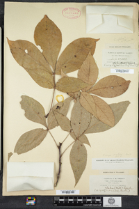 Carya glabra image