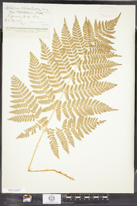 Dryopteris campyloptera image