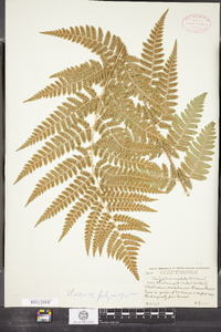 Dryopteris clintoniana image