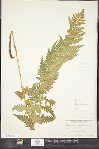 Dryopteris clintoniana image