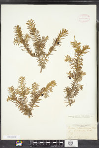 Taxus canadensis image