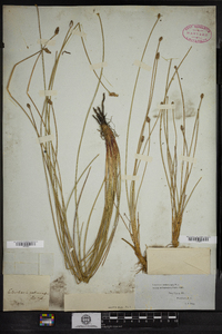 Eleocharis melanocarpa image