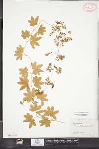 Lygodium palmatum image