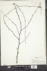 Betula nigra image