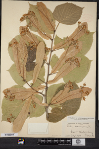 Tilia americana image