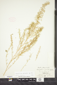 Dysphania graveolens image