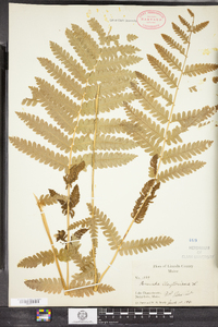 Osmunda claytoniana image