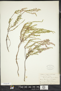 Calluna vulgaris image