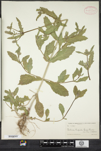 Image of Glandularia hispida