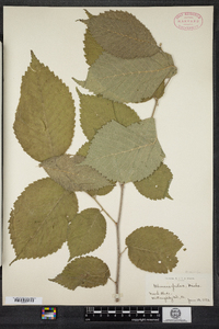 Ulmus rubra image