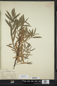 Salix exigua image