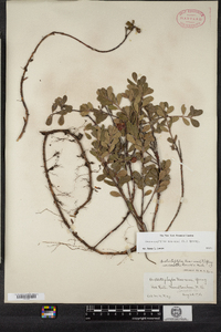 Arctostaphylos uva-ursi image