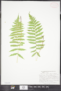 Thelypteris simulata image